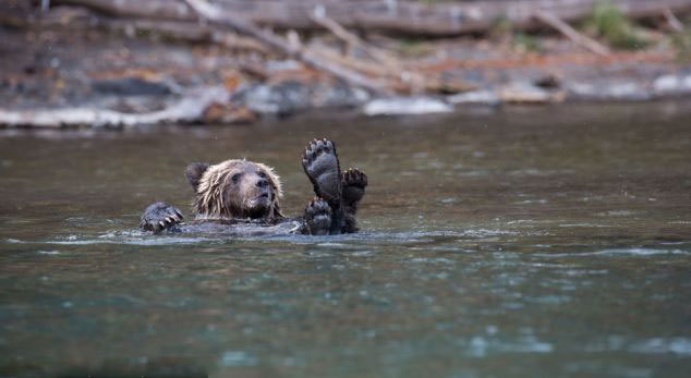 土耳其海岸出现一具神秘双头独尾海